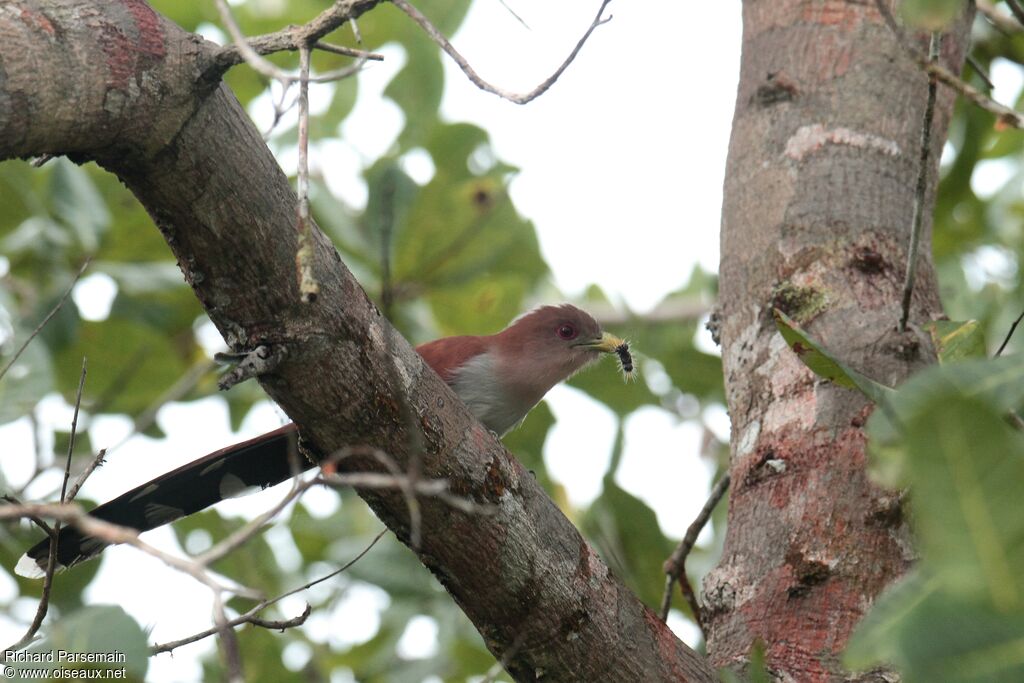 Piaye écureuiladulte, mange