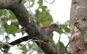 Squirrel Cuckoo