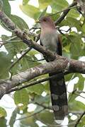 Squirrel Cuckoo