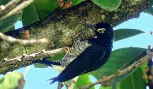 Yellow-tufted Woodpecker