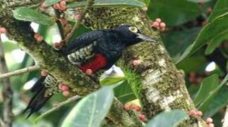 Yellow-tufted Woodpecker