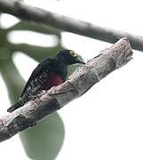 Yellow-tufted Woodpecker