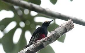 Yellow-tufted Woodpecker