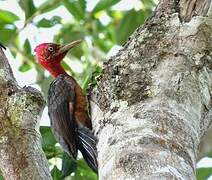 Red-necked Woodpecker