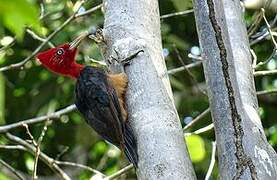 Red-necked Woodpecker