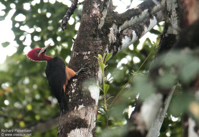 Red-necked Woodpeckeradult