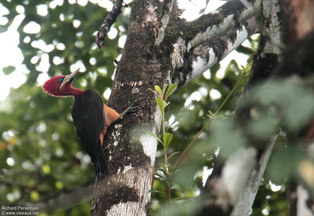 Red-necked Woodpeckeradult