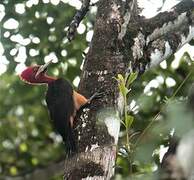 Red-necked Woodpecker