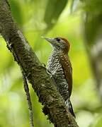 Golden-collared Woodpecker