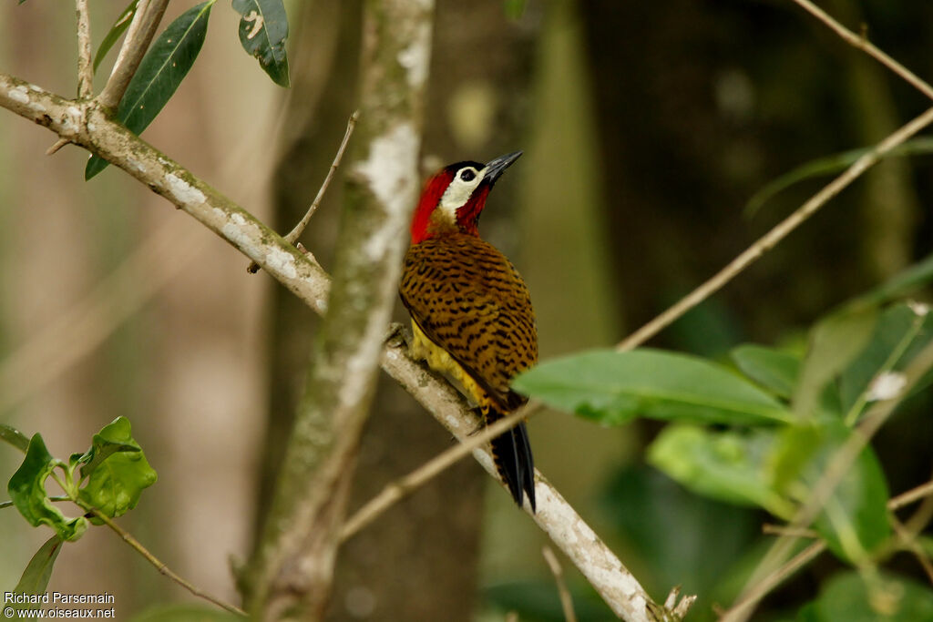 Spot-breasted Woodpecker male adult