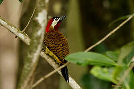 Spot-breasted Woodpecker