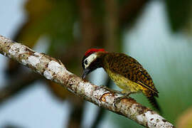 Spot-breasted Woodpecker