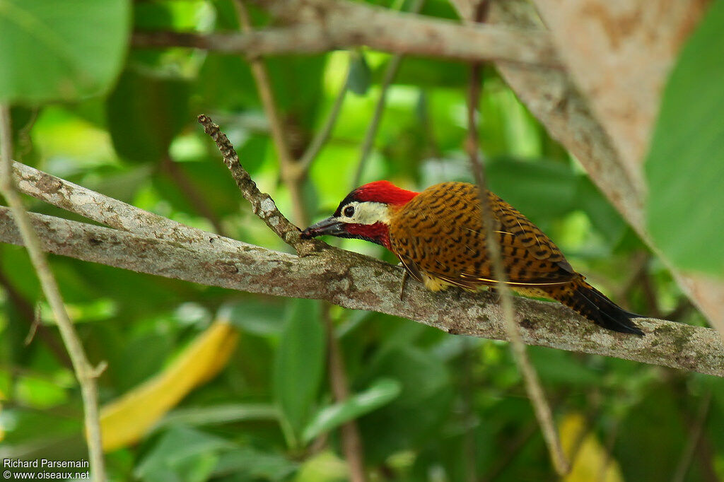 Spot-breasted Woodpecker male adult