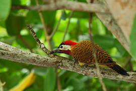 Spot-breasted Woodpecker