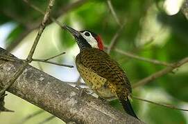 Spot-breasted Woodpecker