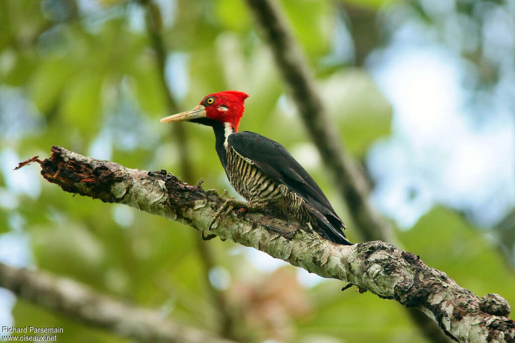 Crimson-crested Woodpecker male adult, identification