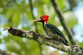 Crimson-crested Woodpecker