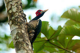 Crimson-crested Woodpecker