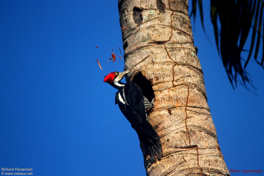 Crimson-crested Woodpecker female adult