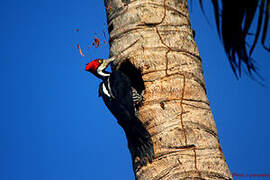 Crimson-crested Woodpecker