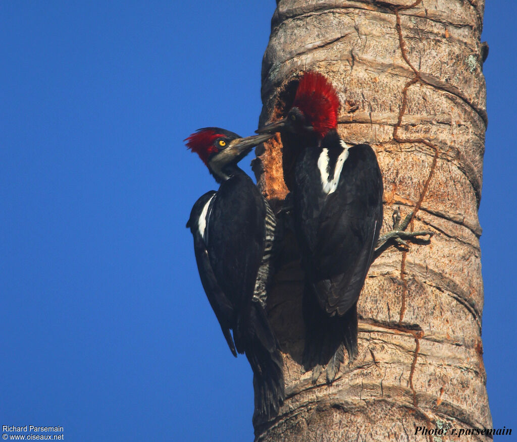 Crimson-crested Woodpecker 