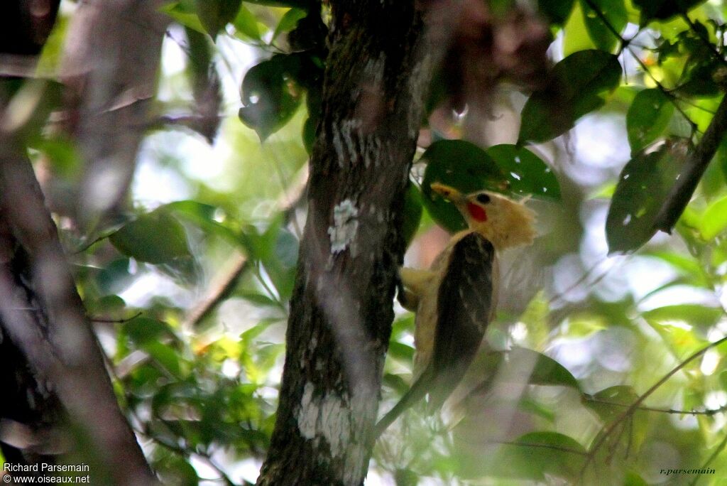 Cream-colored Woodpecker male adult