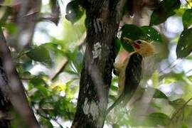 Cream-colored Woodpecker