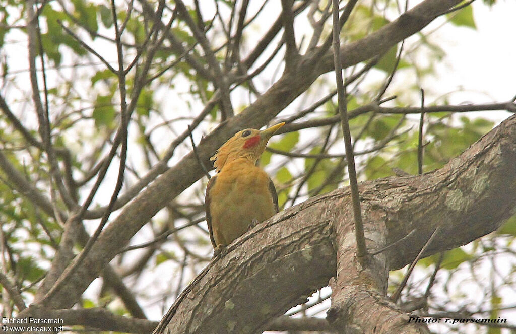 Cream-colored Woodpecker male