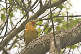 Cream-colored Woodpecker