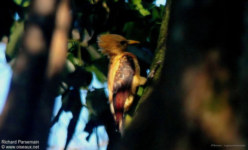 Cream-colored Woodpecker female adult
