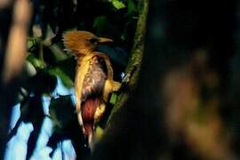 Cream-colored Woodpecker