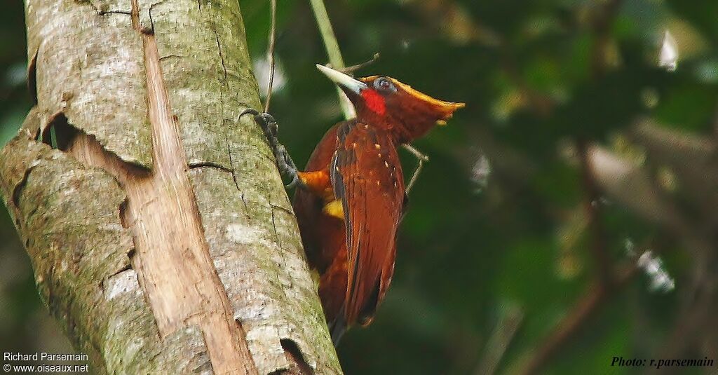 Chestnut Woodpecker male adult, close-up portrait