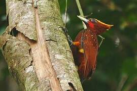 Chestnut Woodpecker