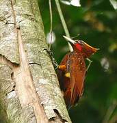 Chestnut Woodpecker