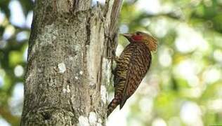 Waved Woodpecker