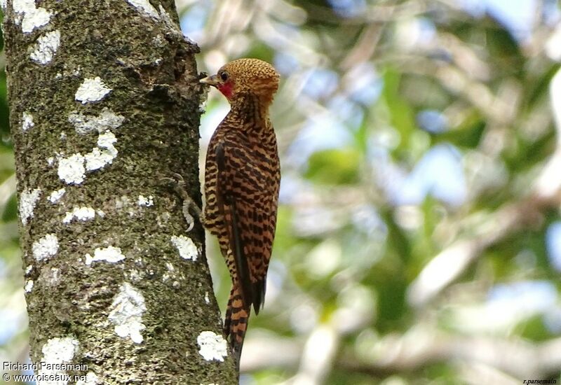 Waved Woodpecker male adult, habitat