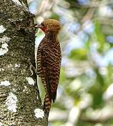 Waved Woodpecker