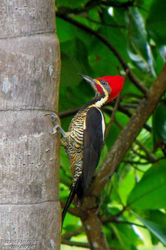 Lineated Woodpecker male adult, identification