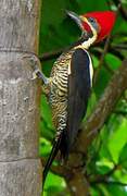 Lineated Woodpecker