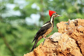 Lineated Woodpecker