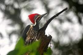 Lineated Woodpecker