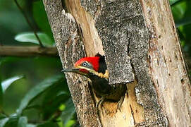 Lineated Woodpecker