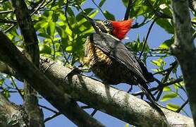 Lineated Woodpecker