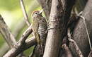 Pic passerin