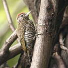 Pic passerin