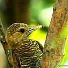 Pic passerin