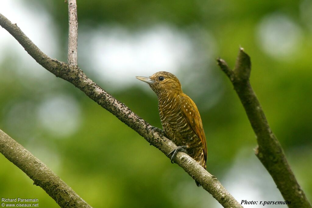 Pic passerin femelle adulte