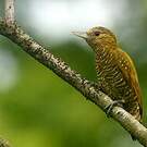 Pic passerin