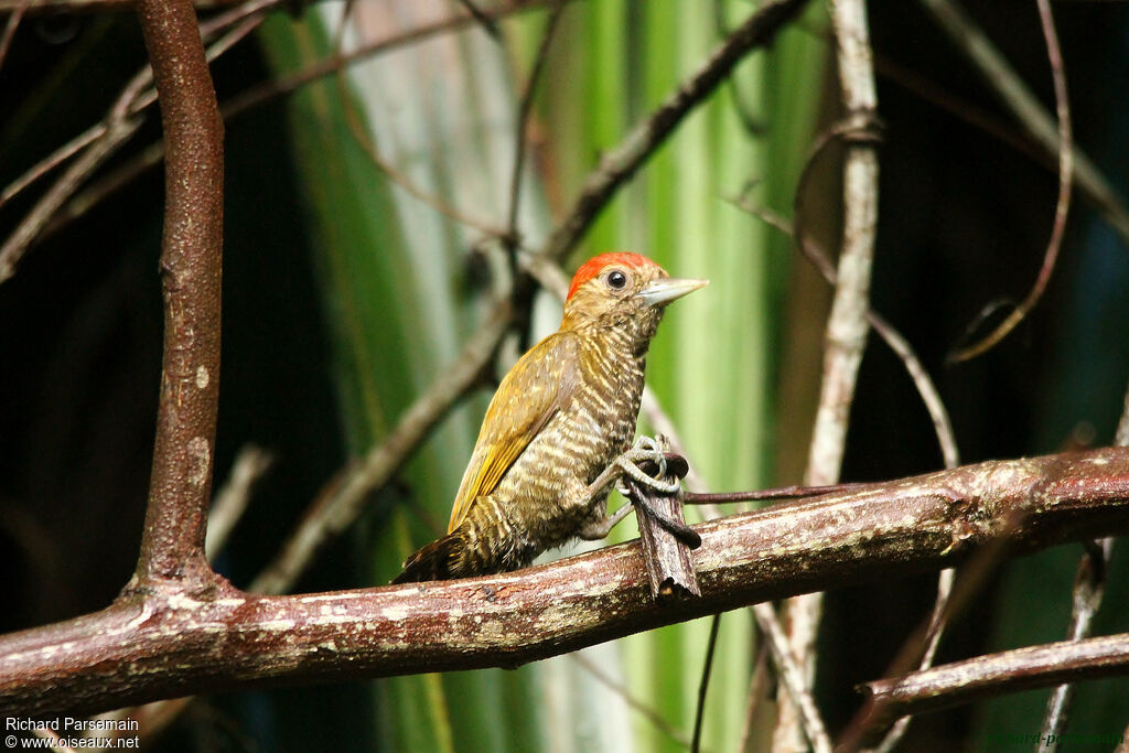 Pic passerin mâle adulte