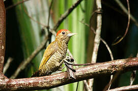 Little Woodpecker